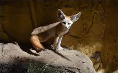 Le fennec fait partie de la famille des canidés.