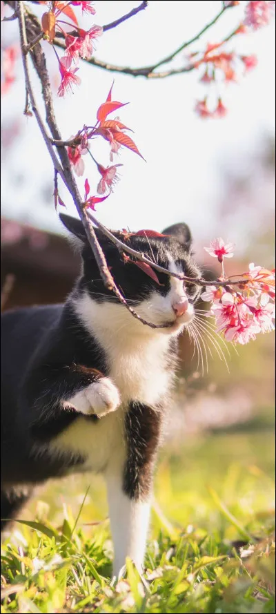 Et pour finir... que préfères-tu faire dans ton clan ?