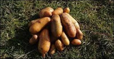 Quel terme désigne une variété courante de pomme de terre ?