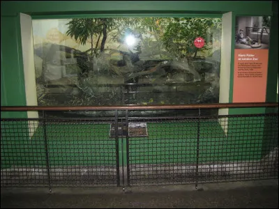 D'où vient le boa constrictor que Harry libère en faisant disparaître sa vitre au zoo ?