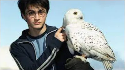 Pourquoi Harry appelle-t-il sa chouette "Edwige" ?
