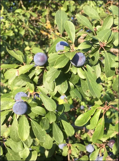 Touchée par Mozart, c'est l'...