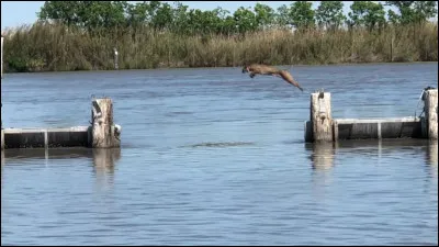 Identifiez ce sport !