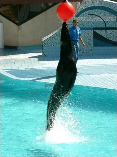 Avancez vers la cage et marquez !