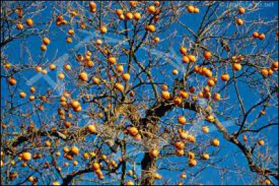 Quel est le fruit du plaqueminier ?