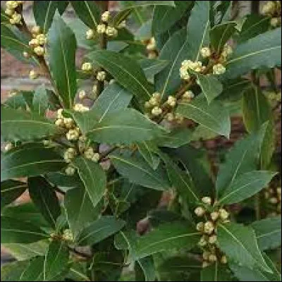 Lequel de ces lauriers est utilisé comme aromate en cuisine ?