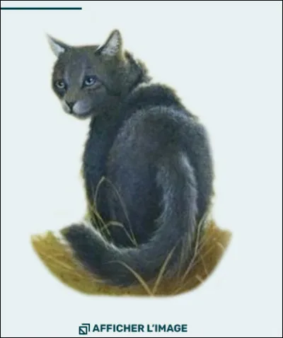 Est-ce que Museau Cendré a eu plusieurs clans ?