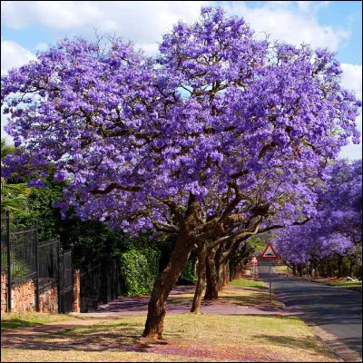 Quel est cet arbre tropical en J dont les fleurs très parfumées sont bleu lavande ?