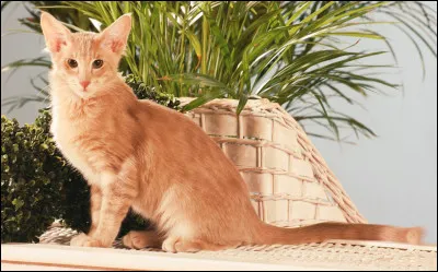 Quelle est cette race de chat en J, venue des États-Unis, un animal attachant, fidèle et loyal ?