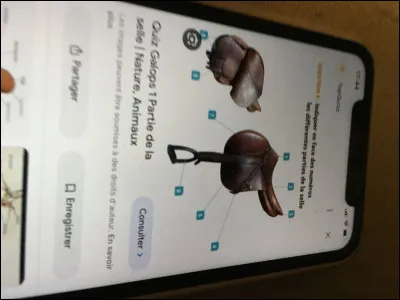 Quelle brosse passe-t-on en premier ?