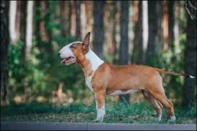 Le Bull terrier est reconnaissable grâce à :