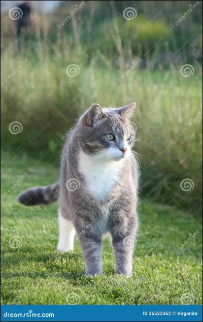 Cycle 1 - Qui est la mère de Vif-Argent ?