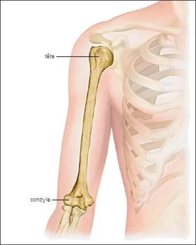 Un de ces mots est le nom d'une mouche. Lequel ?