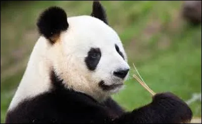 Quels animaux préfères-tu ?