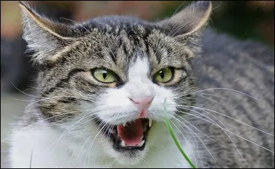 Soudain, tu marches sur une branche et les chats errants t'ont vue et te poursuivent, que fais-tu ?