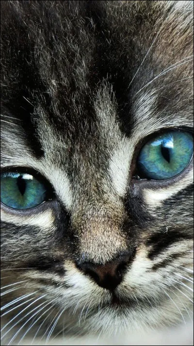 Et tes yeux seraient de couleur :