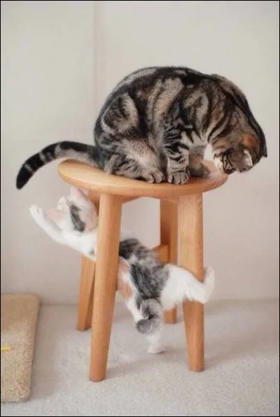 Que ferais-tu dans ton clan pour t'amuser ?