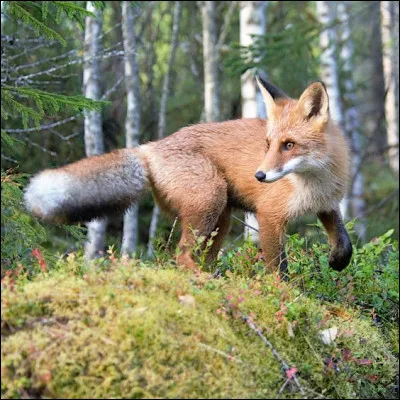 Tu deviens apprenti et un renard attaque le camp, que fais-tu ?