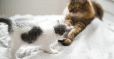 Tu deviens apprenti(e), et on te donne Pierre Glissante comme mentor, il est très sévère et tu ne l'apprécies pas ; que fais-tu ?