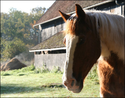 Quand un cheval a des troubles de la locomotion, il a très mal aux pieds et se couche régulièrement.
Quelle maladie a-t-il ?