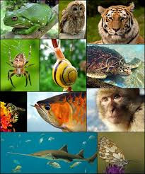 Quiz Animaux