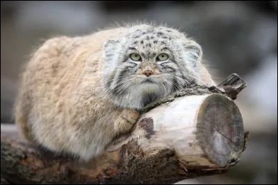 Animaux : Quel félin aussi appelé manul vit dans les steppes froides et arides d'Asie centrale ?