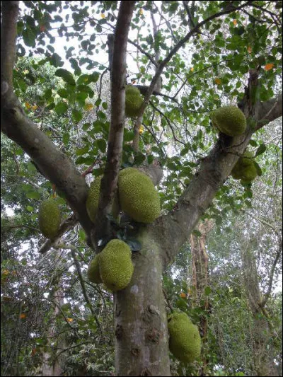 Botanique : Quel arbre originaire du sud-est asiatique est cultivé pour ses fruits qui pèsent jusqu'à 40 kg ?