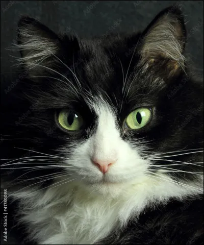 Qui était Etoile Filante pour Caramel ?