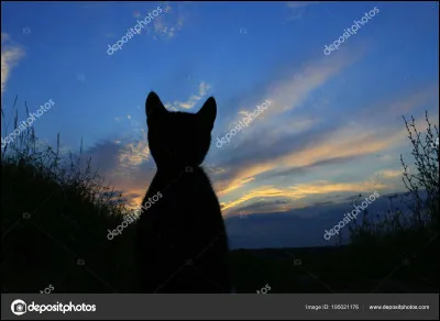 Cycle 5 - Fleur dEtoile, qui est son fils ?