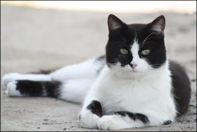 Cycle 5 : Oreille Noire, quel Clan a-t-il nommé ?