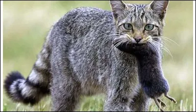 Cycle 5 - Gris Poil : qui est sa soeur ?