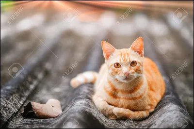 Cycle 6 - Arbre : combien a-t-il de frère(s) et/ou soeur(s) ?