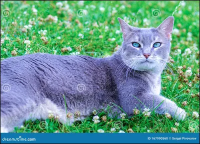 Cycle 6 - Pluie : qui a-t-il tenté d'étouffer ?