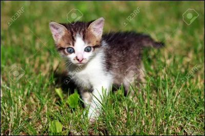 Cycle 6 - Étoile du Lièvre : qui est son meilleur ami ?