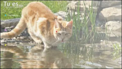 Cycle 4 - Plume de Flamme : qui la invité à aller sur le lac gelé ?