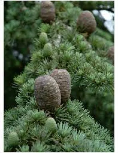 Retrouvez le pays à l'aide de cet arbre, emblème du pays !