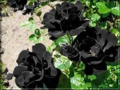 Trouvez le pays à l'aide de ces roses noires !