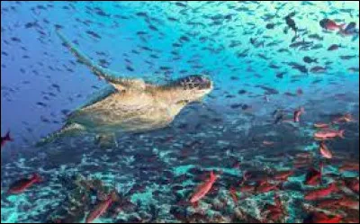 À quel pays appartiennent les Îles Galápagos ?