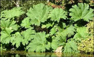 Quel est l'autre nom du Gunnère du Brésil ?
