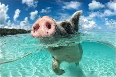 En quelle année s'est déroulé le débarquement de la baie des Cochons ?