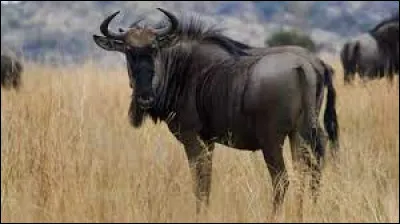 Quelle lettre faut-il ajouter pour obtenir une articulation de la jambe ?