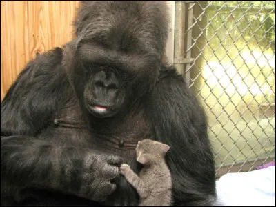 Qui chantait "Gare au gorille" ?