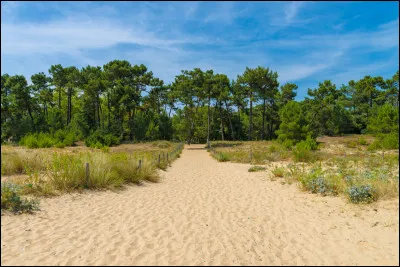 La forêt domaniale de Saint-Trojan, forêt littorale s'étendant sur 2 000 hectares, a été créée artificiellement.