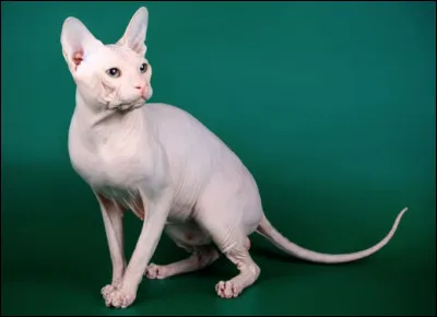 Quelle est cette race de chat en S avec un duvet si fin qu'il donne l'impression d'être nu ?