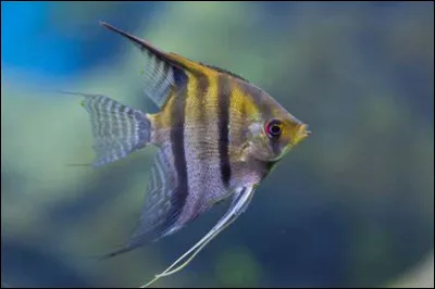 Quel est cet animal en S, un poisson d'eau douce en forme de delta avec un corps plat et de grandes nageoires ?