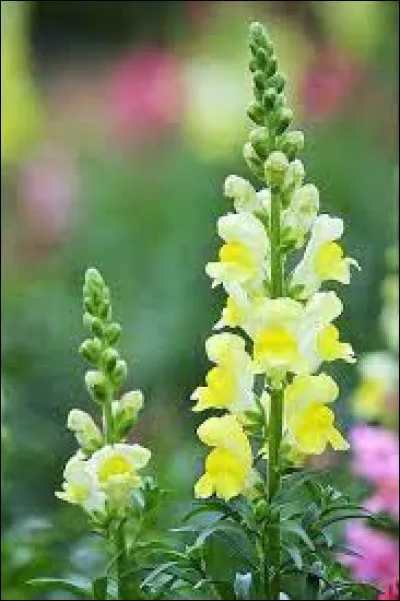 Quelle plante appelle-t-on "gueule-de-loup" ?