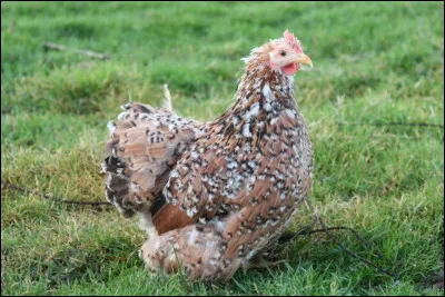 Complétez : "Être une poule...".