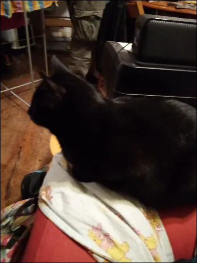 Quel est ton animal préféré ?