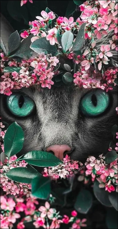 Quel plat préfères-tu ?