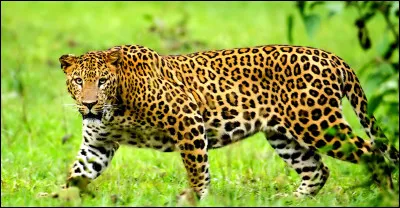 Je chasse le plus souvent à l'affut, en Afrique ou en Asie,même du haut d'un arbre, les gazelles sont mes proies préférées mais je peux aussi chasser des proies plus étonnantes, des oiseaux par exemple !